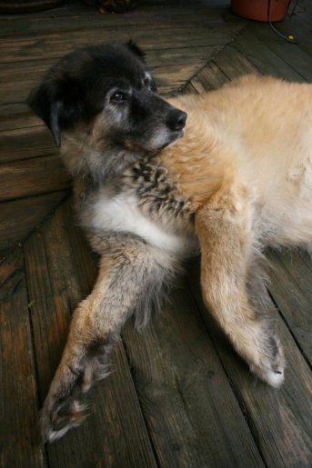 Sqaush E Bear, in his last year with us.