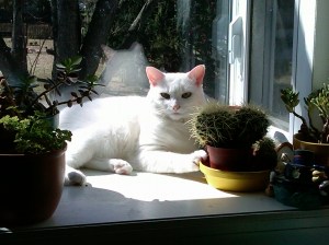 Noel, the Christmas Cat