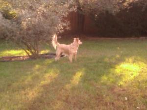 Sofie on the run