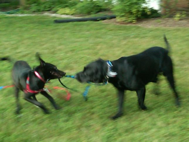Lulu and Mojo playing