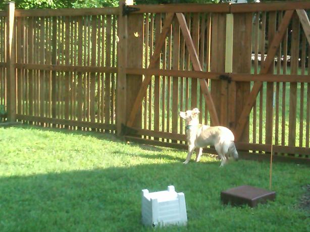 Sofie chasing butterflies