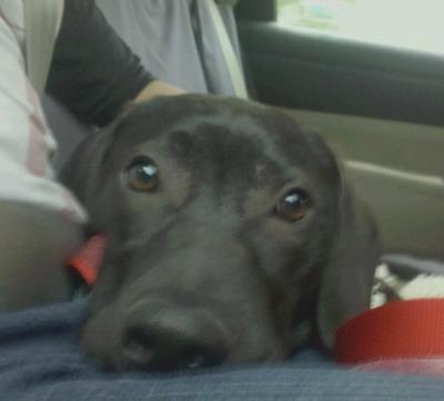 lulu the day she came to live with us