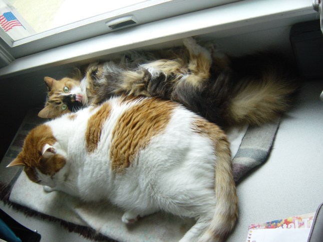 Muffy & Gertrude on my desk