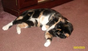 SANYO DIGITAL CAMERA