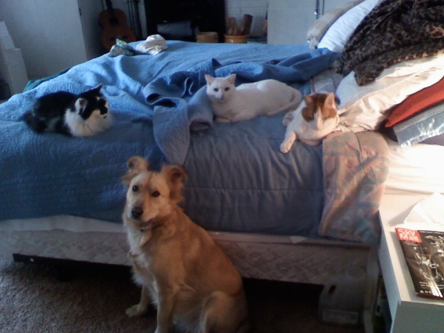 Sofie:  I want to be a cat so I can snack on the bed too!