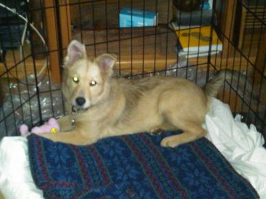 Puppy Sofie maybe 14 wks March 2011