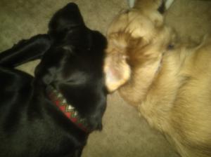 IMG00471-20120103-1852