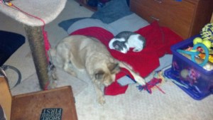 2012-12-12_19-18-37_214