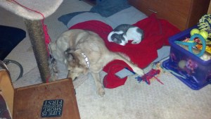 2012-12-12_19-18-45_43