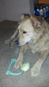 I love this new indestructible toy!