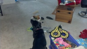 I know that toy is around here somewhere.