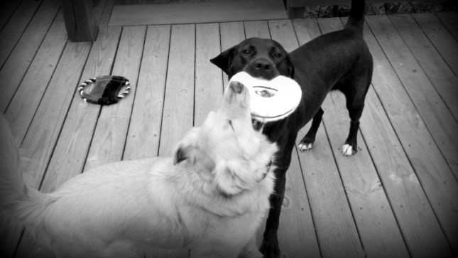 Gimme that! It's mine!