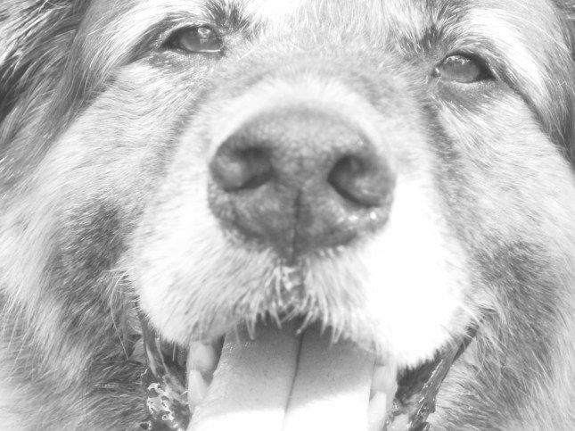 Mr. Squash E BearFall 2007