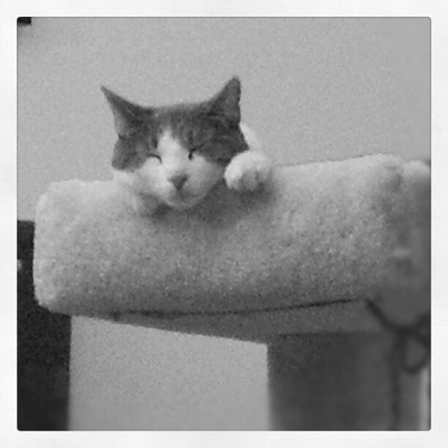 Nine sleeping in the lookout