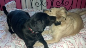 DOGS Rule!  CATS drool!  Yay for us!!  