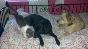 No cat is going to be on Peanut's bed!  