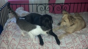 2012-12-18_15-42-31_736