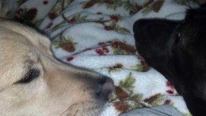 Protectors 2013-02-02_08-03-26_315