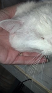 2013-02-04_09-25-36_44