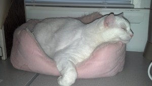 2013-03-06_09-37-43_891