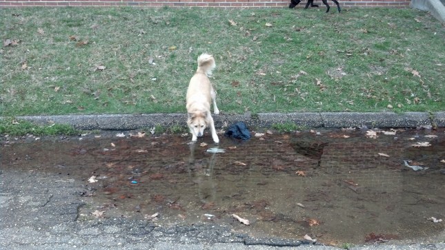 IMG_20130328_172012_097