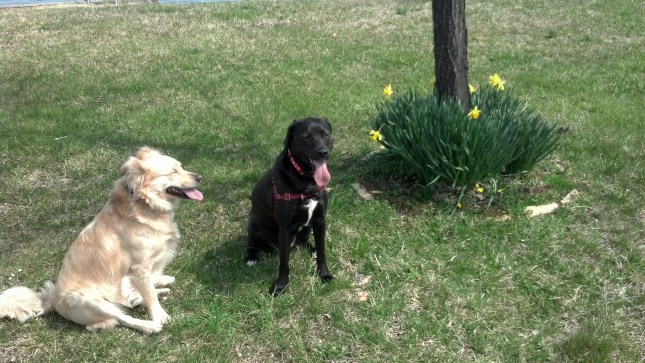 IMG_20130408_120248_955