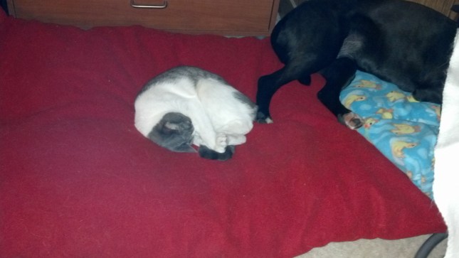 IMG_20130414_203928_574