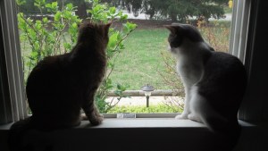 IMG_20130417_101326_230