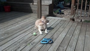 IMG_20130420_110414_084