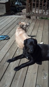 IMG_20130420_120235_917