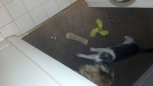 IMG_20130423_100604_859