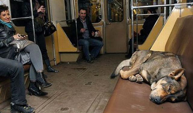 Moscow-Train-Dog-2