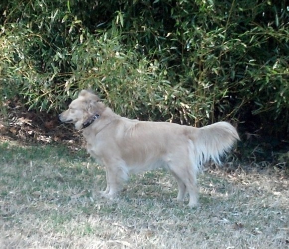 IMG_20130322_133242_898