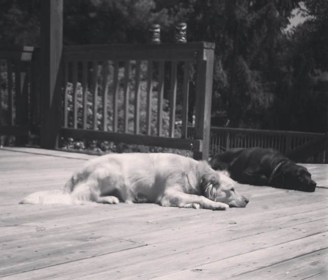 Lulu Sofie Flat Dogs April 2013