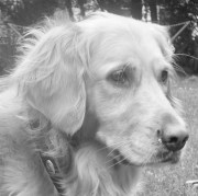 super-sweet-1-thek9harperlee