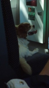 IMG_20130608_113421_960