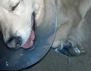 IMG_20130624_191145_551