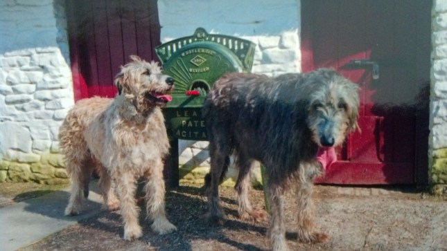 Irish Wolfhounds