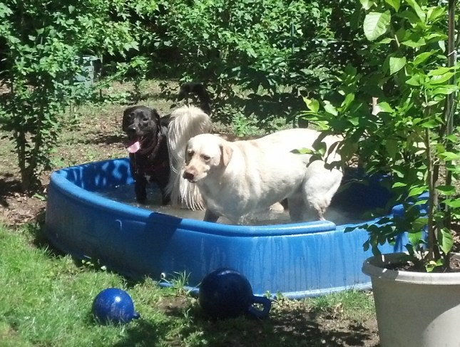 2 Labs and a Sofie tail