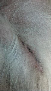 IMG_20130724_085830_292