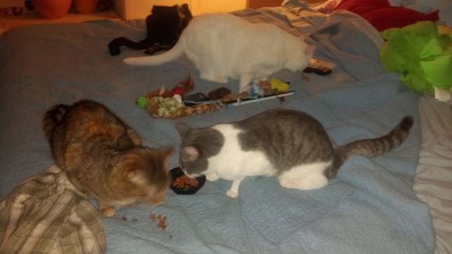 IMG_20130725_222158_352