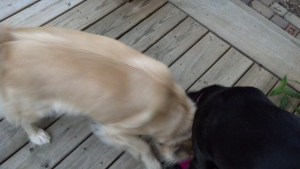 Gimme that!  No, you gimme that! It's MINE!  MMMMMOOOOOMMM!