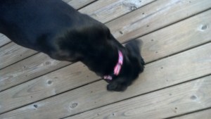 IMG_20130812_195540_198