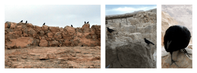 birds of masada