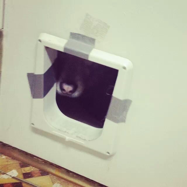 Cat door