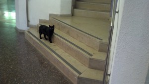 Cat in the Humanities Building at Hebrew U