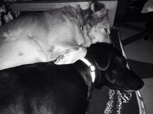 Sleeping Sisters 3.1