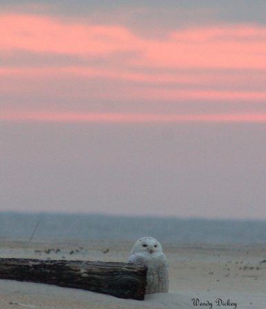 Maryland birds snowy