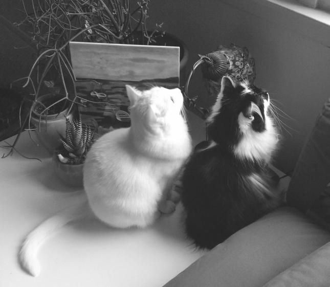 Connie&Noel Kittens 2008