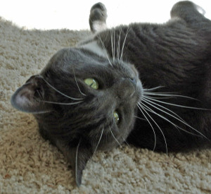 Truly, you have to luvluvluv rescue...